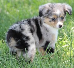 Toy Australian Shepherds - All Need To Know